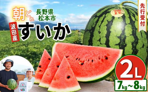 【先行受付】松本市　波田産　すいか　2L（7kg～8kg)│ 信州 松本市 長野県 西瓜 すいか 果物 スイカ フルーツ くだもの フルーツ ふるーつ 1445102 - 長野県松本市