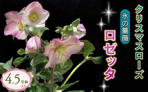 花 クリスマスローズ 鉢植え 氷の薔薇 ロゼッタ 開花株 4.5号 クリスマス 冬 季節 ガーデン ガーデニング 庭 贈答 プレゼント ギフト 植物 2024年12月から発送開始 オンライン決済限定 [5667479] 822287 - 静岡県藤枝市