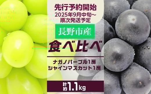J0687食べ比べ「ナガノパープル&シャインマスカット」約1.1kg入【2025年9月以降発送予定】(さらしな青果) フルーツ ぶどう 葡萄 ブドウ 果物 人気 種なし 新鮮 期間限定 令和7年 2025年発送 おすすめ 産地 お届け 長野市 長野県