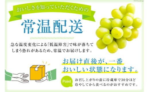 山梨県韮崎市のふるさと納税 【2025年発送】ぶどう シャインマスカット 約1.2kg (2房) [梨北農業協同組合 山梨県 韮崎市 20742921] フルーツ 果物 くだもの ブドウ 葡萄 種なし 1.2キロ 甘い 期間限定 季節限定 山梨県産