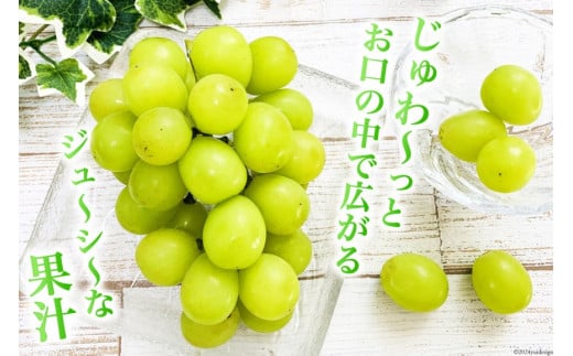 山梨県韮崎市のふるさと納税 【2025年発送】ぶどう シャインマスカット 約1.2kg (2房) [梨北農業協同組合 山梨県 韮崎市 20742921] フルーツ 果物 くだもの ブドウ 葡萄 種なし 1.2キロ 甘い 期間限定 季節限定 山梨県産