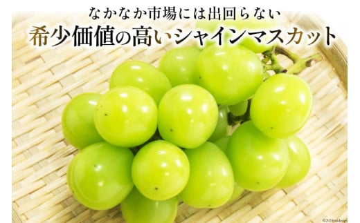 山梨県韮崎市のふるさと納税 【2025年発送】ぶどう シャインマスカット 約1.2kg (2房) [梨北農業協同組合 山梨県 韮崎市 20742921] フルーツ 果物 くだもの ブドウ 葡萄 種なし 1.2キロ 甘い 期間限定 季節限定 山梨県産