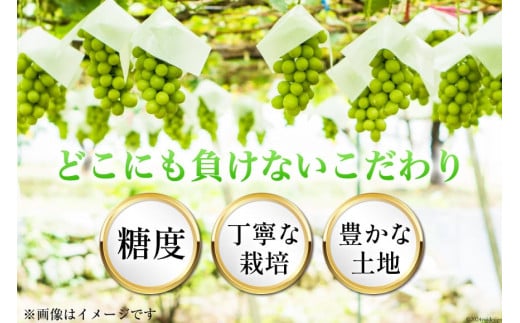 山梨県韮崎市のふるさと納税 【2025年発送】ぶどう シャインマスカット 約1.2kg (2房) [梨北農業協同組合 山梨県 韮崎市 20742921] フルーツ 果物 くだもの ブドウ 葡萄 種なし 1.2キロ 甘い 期間限定 季節限定 山梨県産