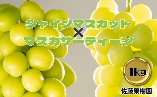 [No.5657-4118]白ぶどう食べ比べ♪ シャインマスカット＆マスカサーティーン 合計1kg以上 (各1房) 《佐藤果樹園》■2025年発送■※9月下旬頃～11月上旬頃まで順次発送予定