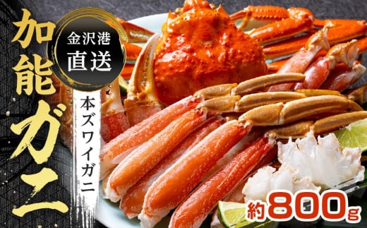 【先行予約】金沢港 直送！ボイル 加能ガニ(大)  ズワイガニ ずわい ズワイ蟹 蟹 カニ 冷蔵 人気 おすすめ 期間限定  石川 金沢 加賀百万石 加賀 百万石 北陸 北陸復興 北陸支援