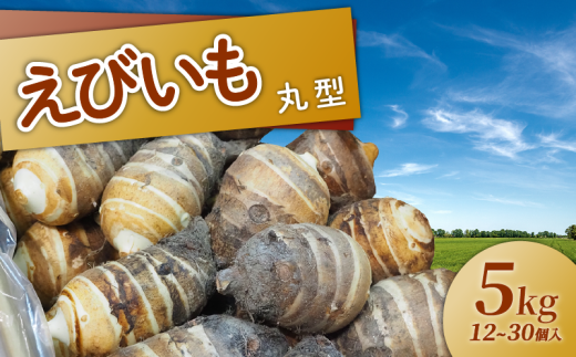 京都 えびいも 丸型 5kg 京野菜 伝統 野菜 12-30個入 お正月 京料理 いも おばんざい さといも 煮物 あんかけ 素焼き 椀だね 1581028 - 京都府京都府庁