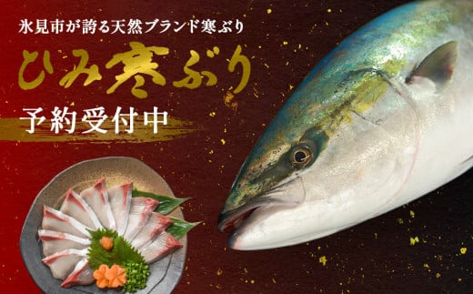 【先行予約】ひみ寒ぶり1本（3枚おろし)  富山県 氷見 氷見漁港 能登 寒ブリ １本 天然鰤 処理 ３枚卸 釣屋魚問屋 天然 鮮魚 ブリ 産地直送