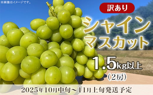 【訳あり】シャインマスカット 2房（1.5kg以上）【2025年10月中旬～11月上旬発送予定】（星のさと・ぶどう工房） 988593 - 岡山県井原市