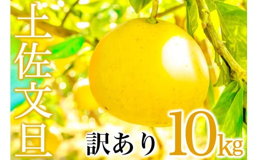 令和7年収穫分 あわ地区 文旦 訳あり 家庭用 10kg AWA010_x 526759 - 高知県須崎市