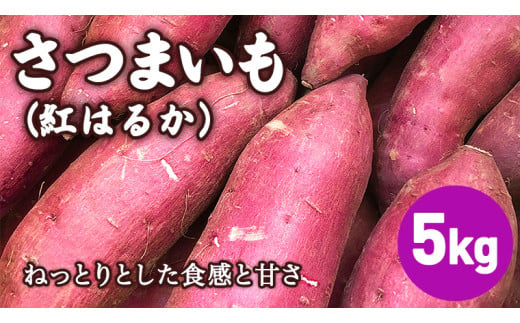 【 12/22入金確認分まで年内配送 】茨城県産 さつまいも  5kg ( 紅はるか ) S～2Lサイズ 茨城県産 さつまいも サツマイモ いも 芋 イモ [AF108ci]