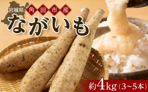 ＼ご飯のお供に／ 長芋 約4kg ( 3-5本 ) | とろろ やまかけ 長いも ながいも 芋 お芋 長芋 いも 野菜 やさい 人気 おすすめ 2024 期間限定 数量限定