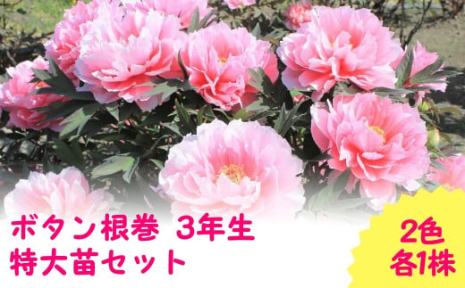 ボタン根巻 3年生 特大苗セット 2色各1株 新潟県 五泉市 新潟県花卉球根農業協同組合 620807 - 新潟県五泉市