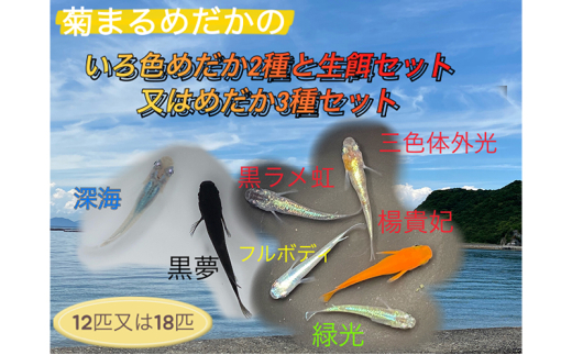[№4631-6111]2641菊まるめだかの【いろ色めだか2種と生餌セット又はめだか3種セット】計12匹又は18匹 メダカ 幼魚～若魚 1.5～2.0cm ミジンコ ゾウリムシ いろ色めだか2種と生餌セット