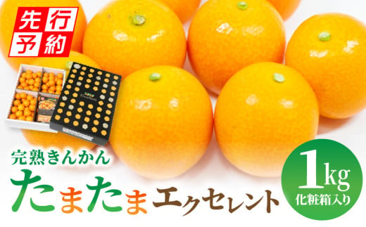 《2025年発送先行予約》【期間・数量限定】完熟きんかん たまたまエクセレント 1kg_M056-012 435434 - 宮崎県宮崎市