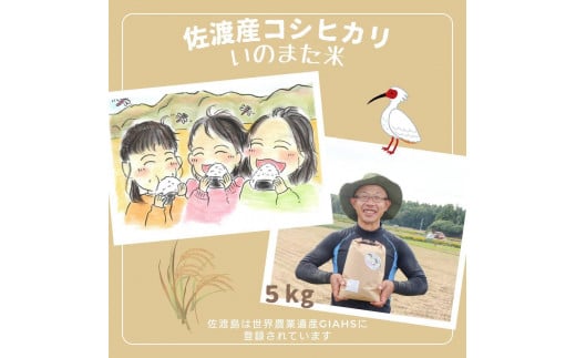 【令和６年産コシヒカリ】　精米（無洗米）５kg　農家直送　佐渡市いのまた米 1547108 - 新潟県佐渡市