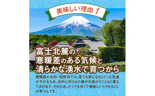 先行予約》 富士北麓忍野村の気候、水、自然で作られた朝採りトウモロコシ《ゴールドラッシュ》4本～6本（約2.5㎏）※2025年8月上旬～9月下旬頃に順次発送予定  - 山梨県忍野村｜ふるさとチョイス - ふるさと納税サイト