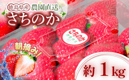 いちご 朝摘み 冷蔵 計1kg 200g (5パック) 苺 さちのか 【先行予約】 【2025年1月より順次発送】 イチゴ 四国 徳島 小松島 産地直送 期間限定 フレッシュ イチゴ フルーツ 果物 国産 ふるさと人気 限定出荷 いちご 苺 イチゴ ブランド 大粒 苺 旬 産地 直送 フレッシュ イチゴ フルーツ 果物 国産 ベリー 人気苺 ふるさと納税苺 ふるさと苺 おいしい 【送料無料】 1504550 - 徳島県小松島市