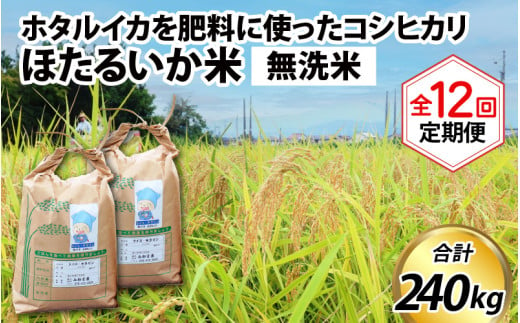 【訳あり】ほたるいか米（無洗米20kg）×12回 計240kg【12ヶ月定期便】【訳あり 米 コシヒカリ こしひかり ほたるいか ホタルイカ お米 ブランド米 富山 滑川】[O-021005]