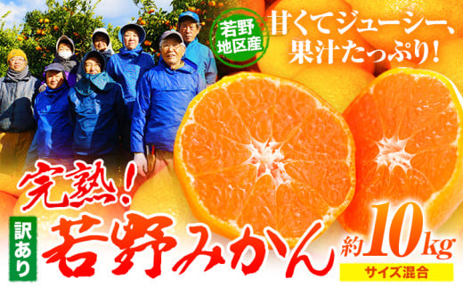 訳あり みかん 10kg 完熟 若野みかん 約10kg サイズ混合 圦本農園 《11月下旬-1月上旬頃出荷》和歌山県 日高川町 送料無料 訳ありみかん 10キロ わけありみかん わけあり 若野 みかん ミカン 柑橘 完熟 フルーツ 果物 お取り寄せフルーツ