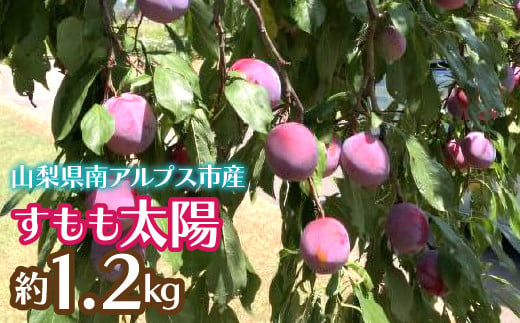 【2025年発送先行予約】すもも太陽 約1.2kg ALPCZ008 1549685 - 山梨県南アルプス市