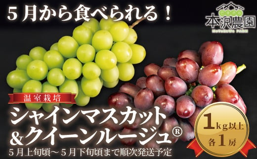 [No.5657-4131]5月から食べられる！温室栽培 シャインマスカット＆クイーンルージュ® 1kg以上 (各1房)《本沢農園》■2025年発送■※5月上旬頃～5月下旬頃まで順次発送予定 