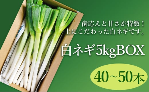 白ネギ 5kg BOX 40～50本入り 広島県三原市産 池ちゃん農園 ネギ 産地直送 新鮮 旬 野菜 鍋 すき焼き 年越しそば 味噌汁 お取り寄せ 特産品 先行受付 国産 甘い　080002 1552584 - 広島県三原市