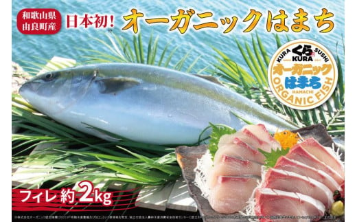 期間限定 オーガニック はまち フィレ 約 2kg くら寿司 オリジナルブランド 1154923 - 和歌山県由良町