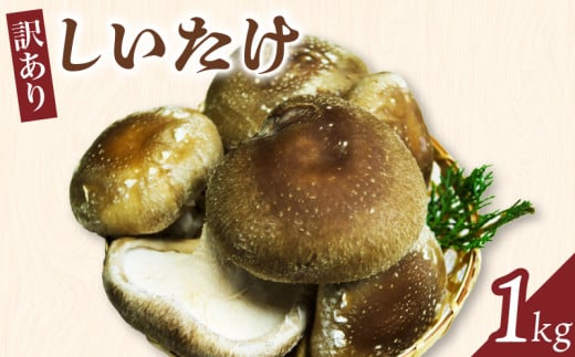 【訳あり】しいたけ 1kg 椎茸 新鮮  きのこ キノコ 茸 美味しい おいしい 訳あり わけあり ワケアリ 生椎茸 生しいたけ 京田辺市 京都 京都村康