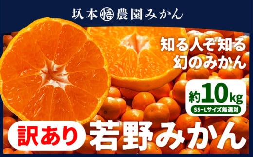 訳あり 若野みかん 約10kg サイズ無選別 圦本悟農園《12月上旬-2月中旬頃出荷》和歌山県 日高川町 旬 新鮮 果物 柑橘 フルーツ 国産 送料無料 ミカン みかん 温州みかん