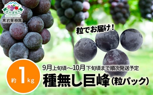 [No.5657-4122]訳あり種無し巨峰 (粒パック) 約1kg《黒岩果樹園》■2025年発送■※9月上旬頃～10月下旬頃まで順次発送予定