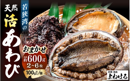 ≪おまかせ≫ 日本海若狭湾の 天然 活アワビ 計600g 鮮度抜群  刺身 お造り バター焼き BBQ あわび 鮑[m17-d006] 1044359 - 福井県美浜町