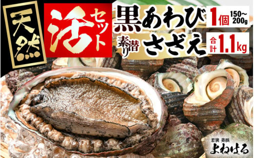 日本海若狭湾の素潜り 天然 活黒アワビ 中サイズ 1個 ＆ 活サザエ 1.1kg【入手困難 クロアワビ 黒あわび 鮑 あわび さざえ 刺身 つぼ焼き バター焼き】 [m17-b006] 1044353 - 福井県美浜町