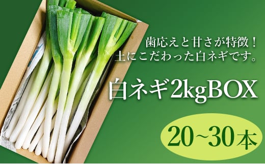 白ネギ 2kg BOX 20～30本入り 広島県三原市産 池ちゃん農園 ネギ 産地直送 新鮮 旬 野菜 鍋 すき焼き 年越しそば 味噌汁 お取り寄せ 特産品 先行受付 国産 甘い　080001 1552585 - 広島県三原市