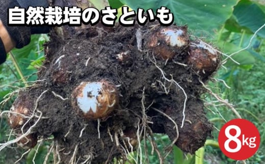 【期間限定】自然栽培のさといも 8kg 京都 亀岡産 かたもとオーガニックファームよりお届け《里芋 野菜 産地直送 国産 採れたて 新鮮 サトイモ》 ※2024年11月上旬頃～2025年2月下旬頃に順次発送予定 ※離島への配送不可