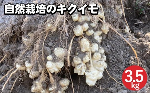 【期間限定】自然栽培のキクイモ 3.5kg 京都 亀岡産 かたもとオーガニックファームよりお届け《菊芋 野菜 産地直送 国産 健康 食品 ダイエット 芋》 ※2024年11月上旬頃～2025年3月下旬頃に順次発送予定 ※離島への配送不可