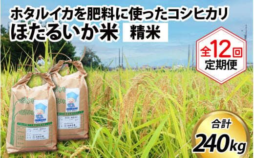 【訳あり】ほたるいか米（精米20kg）×12回 計240kg【12ヶ月定期便】【訳あり 米 コシヒカリ こしひかり ほたるいか ホタルイカ お米 ブランド米 富山 滑川】[O-021004]