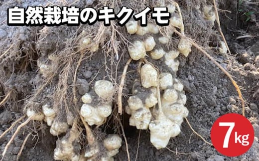 【期間限定】自然栽培のキクイモ 7kg 京都 亀岡産 かたもとオーガニックファームよりお届け《菊芋 野菜 産地直送 国産 健康 食品 ダイエット 芋》 ※2024年11月上旬頃～2025年3月下旬頃に順次発送予定 ※離島への配送不可