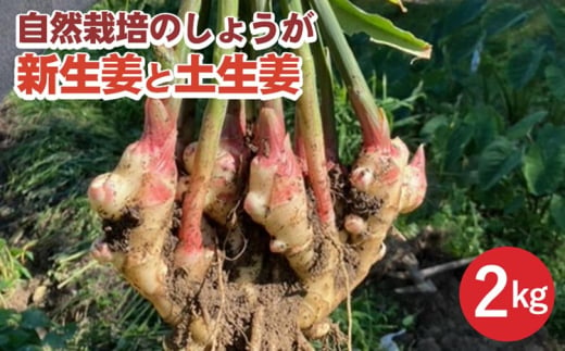 【期間限定】自然栽培のしょうが 2kg 新生姜と土生姜 京都 亀岡産 かたもとオーガニックファームよりお届け《生姜 野菜 産地直送 国産 健康 食品》 ※2024年11月上旬頃～2025年1月下旬頃に順次発送予定 ※離島への配送不可