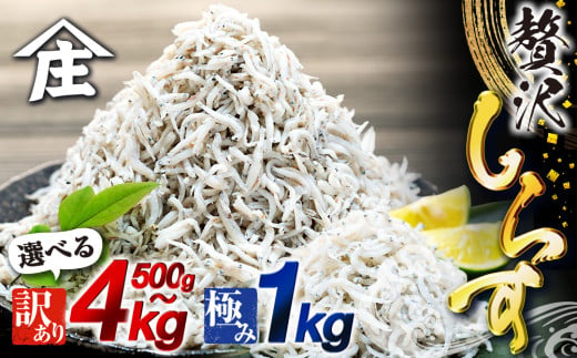 しらす 500g 〜 4kg 訳あり 冷凍 ちりめん かちり しらす干し 減塩 釜揚げ ごはん 丼 パスタ チャーハン サラダ 魚 料理 愛知県 南知多町 師崎 シラス しらす ちりめん じゃこ かちり 魚 小魚 魚貝 魚貝類 しらす シラス 天日干し 海鮮 しらす丼 シラス丼 しらすご飯 シラスご飯 ふるさと納税しらす ふるさと納税 しらす おすすめ 大人気 南知多産しらす愛知県産しらす