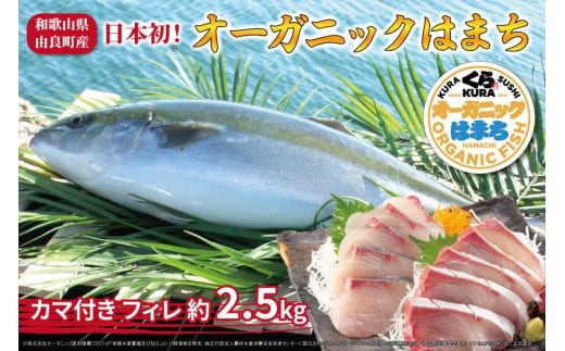 期間限定 オーガニック はまち カマ付き フィレ 約 2.5kg くら寿司 オリジナルブランド 1154922 - 和歌山県由良町