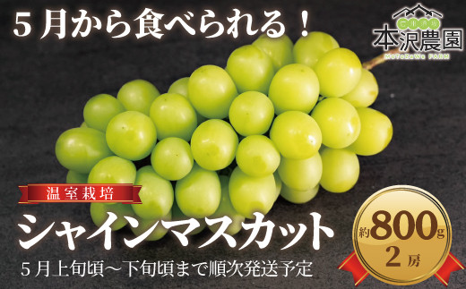 [No.5657-3936]5月から食べられる！温室栽培 シャインマスカット約800g (2房)《本沢農園》■2025年発送■※5月上旬頃～5月下旬頃まで順次発送予定  1258788 - 長野県須坂市