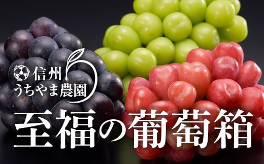 [No.5657-2938]【秋に届く】至福の葡萄箱(3色セット) 合計約1.5kg《信州うちやま農園》■2025年発送■※10月上旬頃～10月下旬頃まで順次発送予定 1060494 - 長野県須坂市