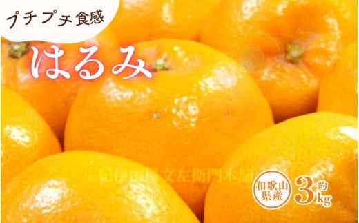 はるみ 約3kg/サイズおまかせ ※2026年1月下旬~2026年3月中旬頃に順次発送(お届け日指定不可) 紀伊国屋文左衛門本舗 【sgtb461B】 2205911 - 和歌山県新宮市