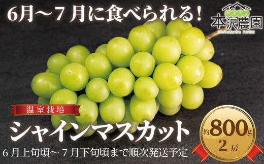 [No.5657-3937]6～7月に食べられる！温室栽培 シャインマスカット約800g (2房) 《本沢農園》■2025年発送■※6月上旬頃～7月下旬頃まで順次発送予定 1258789 - 長野県須坂市