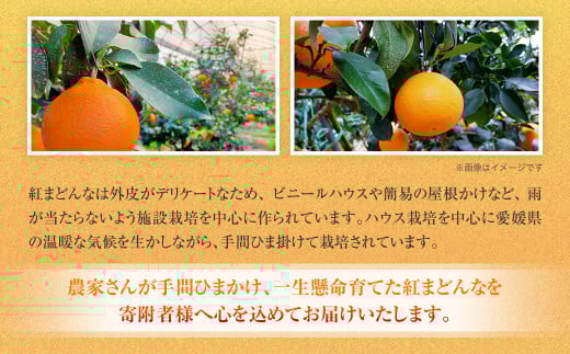 「愛媛が誇るブランド柑橘」 紅まどんな 先行予約 数量限定 約3kg