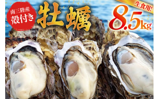 【期間限定発送】牡蠣 南三陸志津川産 殻付き牡蠣 8.5kg 50個前後 [南三陸牡蠣倶楽部 宮城県 南三陸町 30ao0003 カキ かき 生牡蠣 魚貝類 生牡蠣 貝 海鮮 魚介類 オイスター カキフライ カキ鍋 アヒージョ 魚介 期間限定 冷蔵 新鮮 濃厚 690842 - 宮城県南三陸町