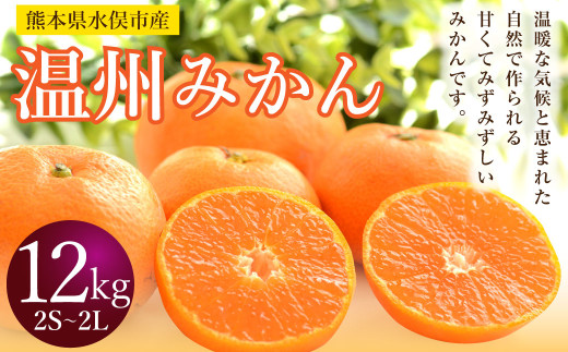 温州みかん 約12kg 2S～2L みかん 果物 くだもの フルーツ 柑橘 【2024年12月上旬までに発送予定】 1543871 - 熊本県水俣市