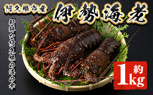 [先行予約受付中!2025年10月以降順次発送予定]伊勢海老(約1kg) 国産 阿久根市 伊勢海老 海老 エビ えび イセエビ 海鮮 海産物 海の幸 刺身 新鮮 急速冷凍[松永青果]akn053-36
