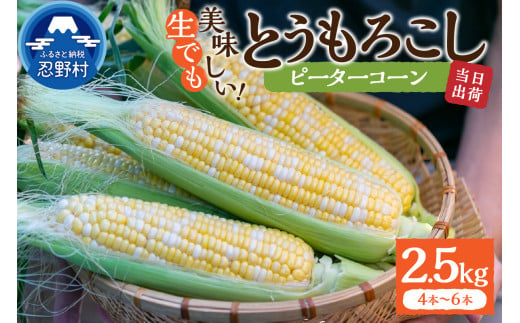 《先行予約》 富士北麓忍野村の気候、水、自然で作られた朝採りトウモロコシ《ピーターコーン》4本～6本（約2.5㎏）※2025年8月上旬～9月下旬頃に順次発送予定 1341517 - 山梨県忍野村