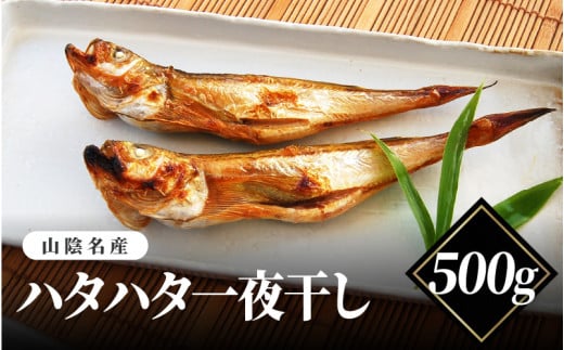 山陰名産　ハタハタ一夜干し　500ｇ